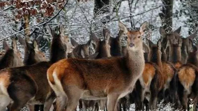 Göz yakan test! Kuşu 10 saniyede bulanlar dahi sayılıyor! (Optik illüzyon testleri)